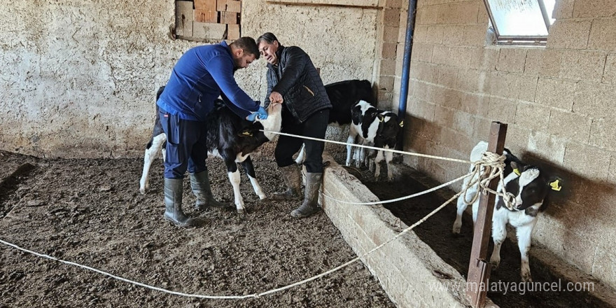 Büyük ve küçükbaş hayvanlara aşılama çalışması yapıldı