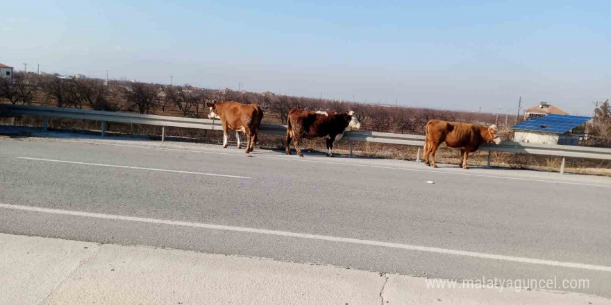 Büyükbaş hayvan yüklü kamyonet alev alev yandı