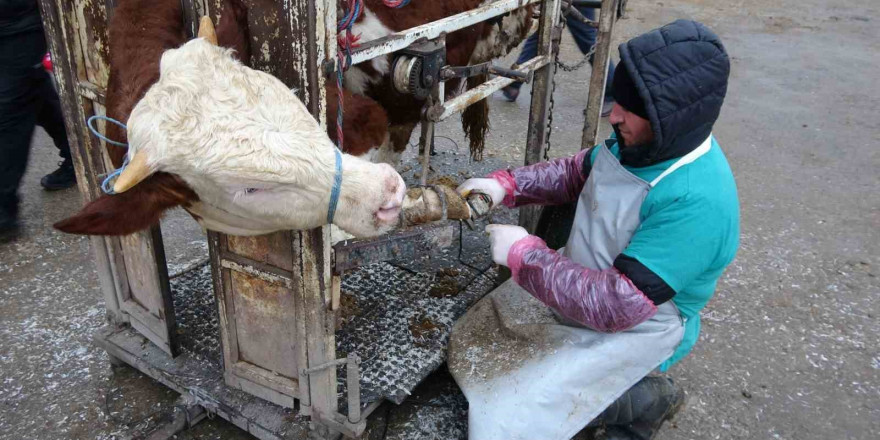 Büyükbaş hayvanların ayak ve tırnak bakımları yapılıyor