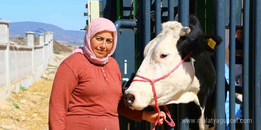 Büyükbaş hayvanların tırnak bakımı Büyükşehir’den