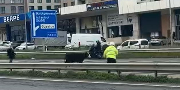 Büyükçekmece’de E-5’e giren dana trafiği kilitledi