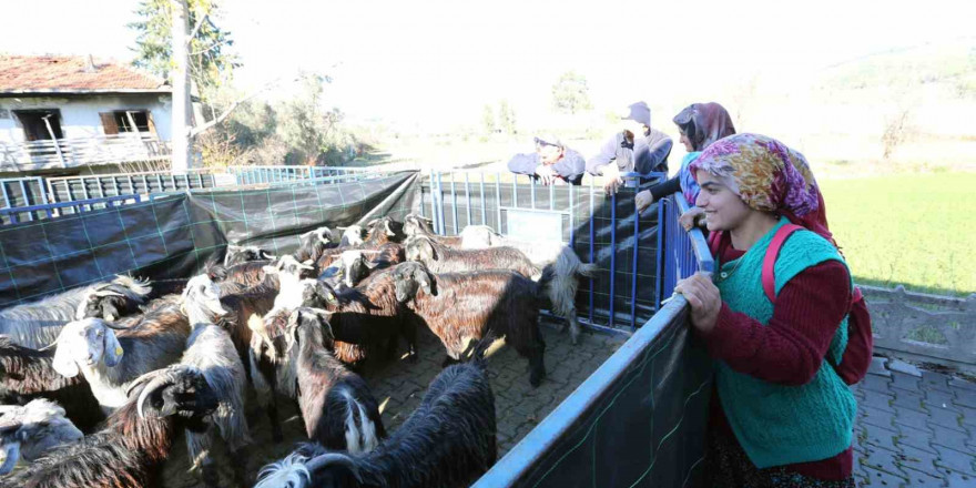 Büyükşehirden Seydikemer’li kadın üreticilere kıl keçesi desteği