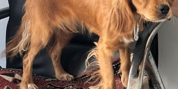 Çalınan Badem isimli köpek her yerde aranıyor