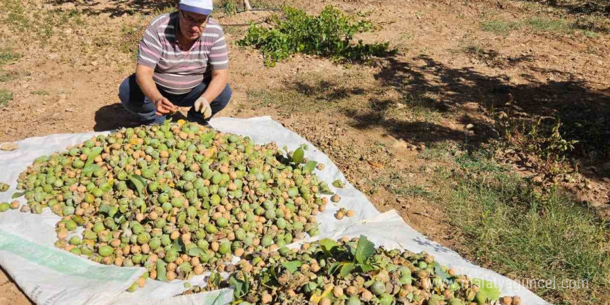 Çameli’de 2024 sezonu ceviz hasadı başladı