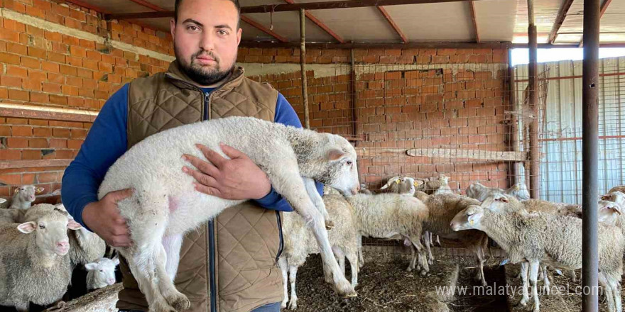 Çanakkale’de Kuzu 5 Ayaklı Doğdu