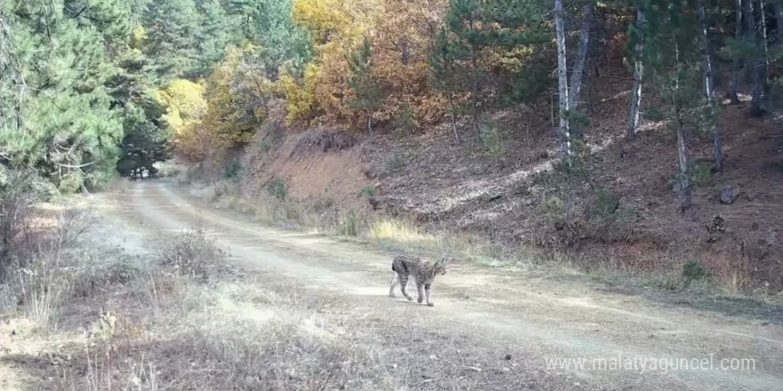 Çankırı’da nesli tehlike altında olan vaşak ve yavruları kamerada