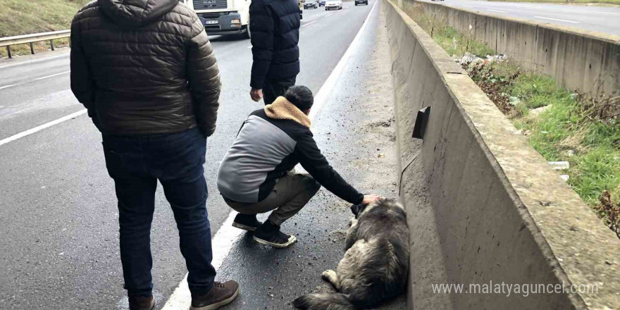 Çarptığı yaralı köpeği sevdi, başından ayrılmadı