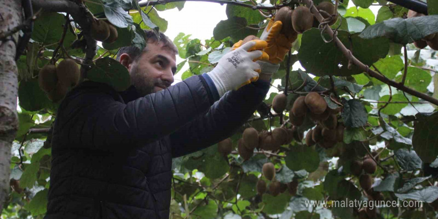 Çarşamba Ovası’nda kivi hasadına başlandı