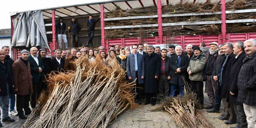 Çatak’ta fidan dağıtım