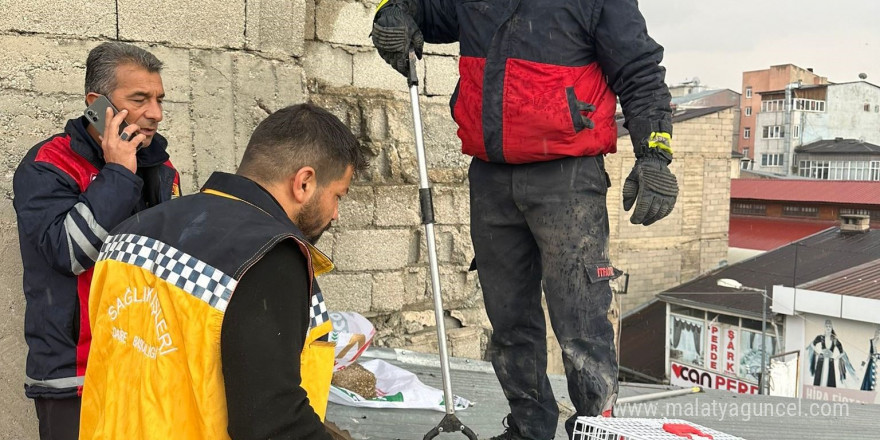 Çatıda mahsur kalan kedi itfaiye ekipleri tarafından kurtarıldı