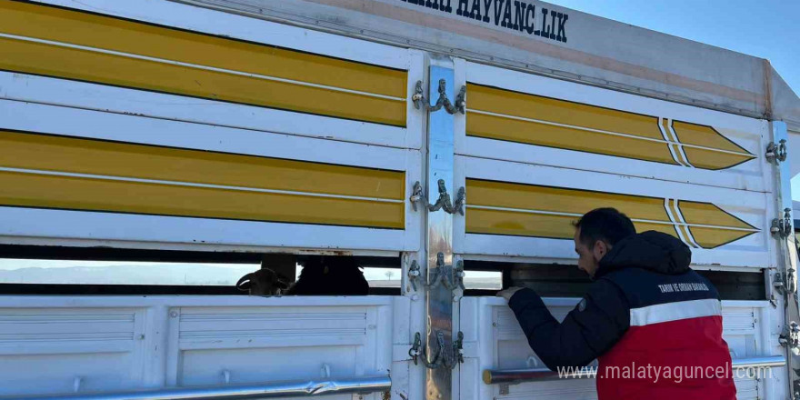 Çavdarhisar’da kaçak ve belgesiz hayvan hareketleri kontrolü