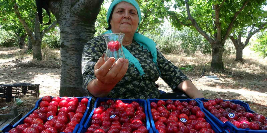 Çay bardağına sığmayan Lapseki kirazının hasadına başlandı