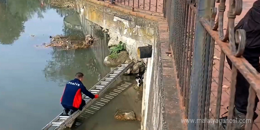 Çaya düşen kedinin yardım çağrısına itfaiye yetişti