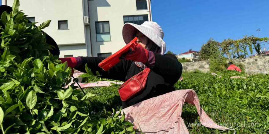 Çayda 4. sürgün geldi, üreticilerin yüzü güldü