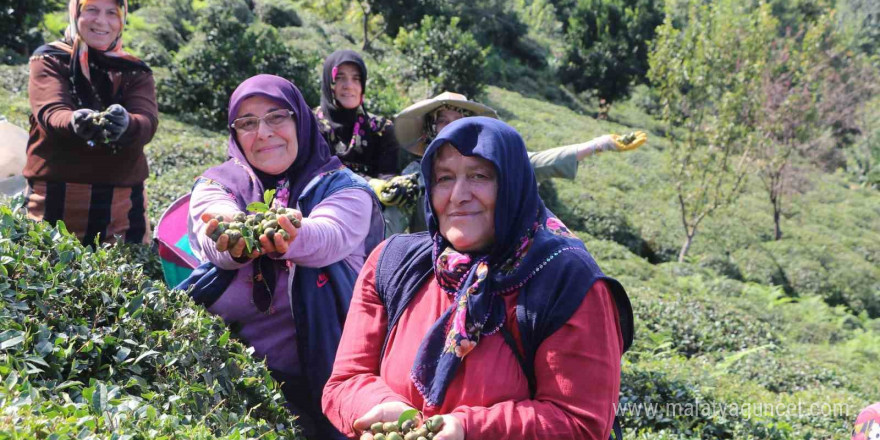 Çayın yaprağı da çöpü de tohumu da para ediyor