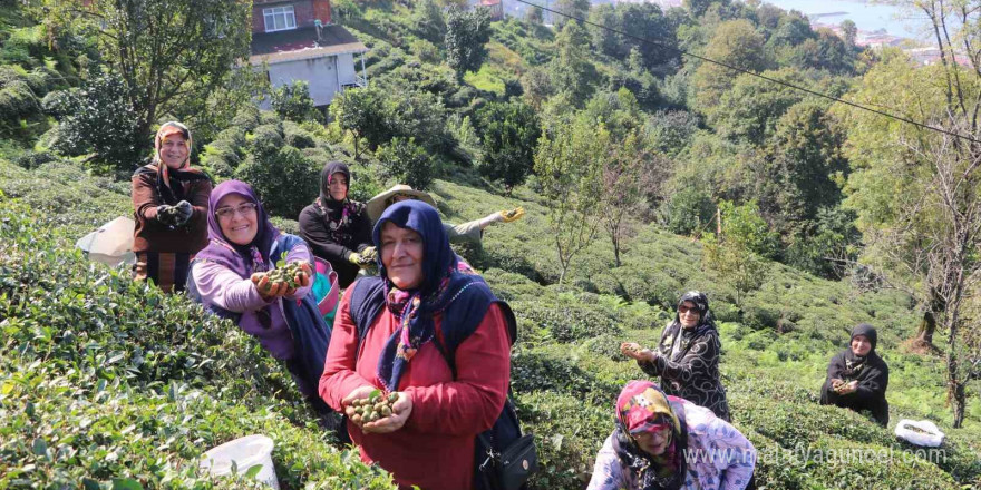 Çayın yaprağı da çöpü de tohumu da para ediyor