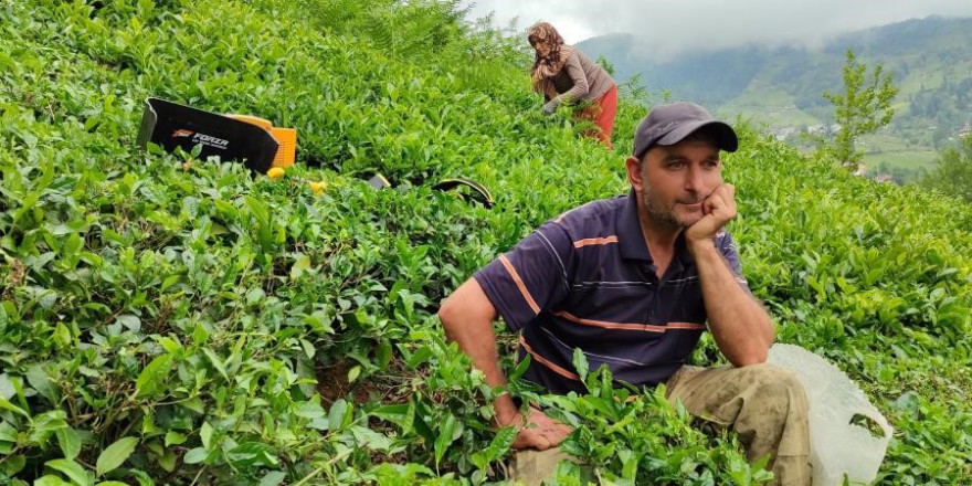 ÇAYKUR günlük çay alım kontenjanını bu kez de 20 kilograma düşürdü