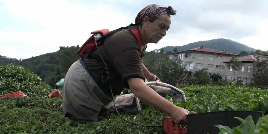 ÇAYKUR’un randevulu çay alım sistemine geçmesi üreticiyi sevindirdi