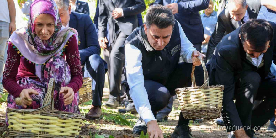 Ceviz üretiminde Türkiye 3’üncüsü Bilecik oldu