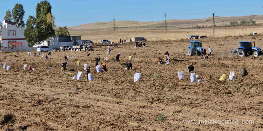 Çiftçiden vatandaşlara bedava patates