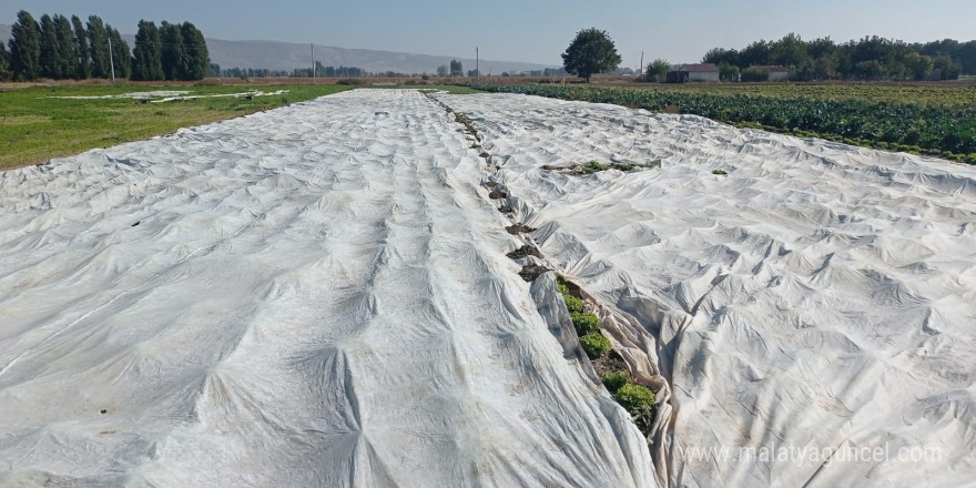 Çiftçiler tarım ürünlerini branda ile korudu