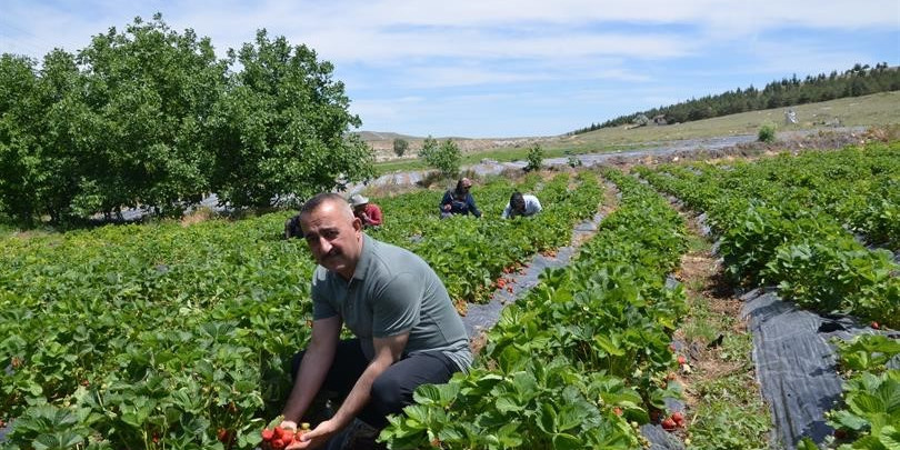 ’Çiftlik ilçesine Çilek Tadında Proje’ hayata geçiyor