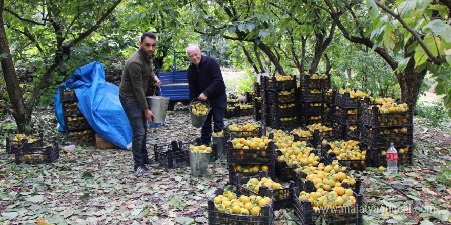 Çiğdemlik köyünde bütün ağaçlar ‘sarı altın’: Kurusunun kilosu 250 TL