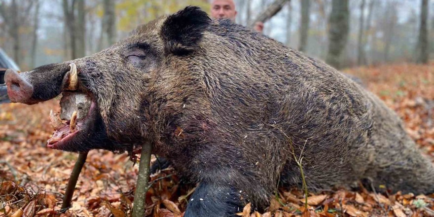 Çilek tarlalarına zarar veren 450 kiloluk domuz avlandı