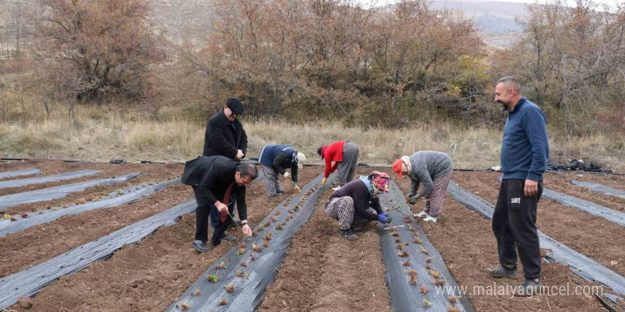 Çilek yetiştiriciliği projesiyle 20 dönüm alana 100 bin fide dikildi