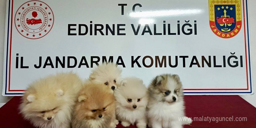 Cins köpekler jandarmayı geçemedi