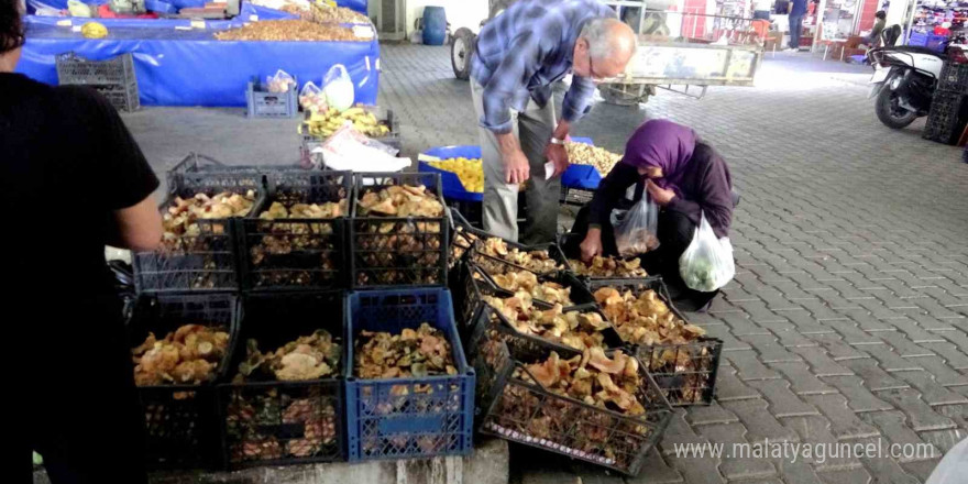 Çıntarlar pazar tezgahlarında yerini aldı