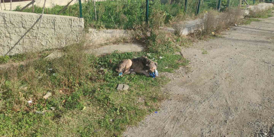 Cips hırsızı köpek kamerada