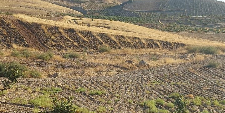 Çizgili sırtlan cep telefonlarıyla görüntülendi