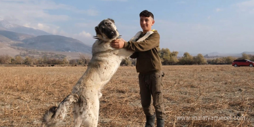 Çobanların en güvendiği dostları: Çoban köpekleri