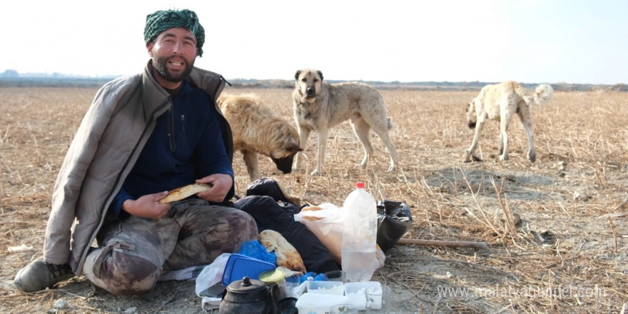 Çobanların en güvendiği dostları: Çoban köpekleri