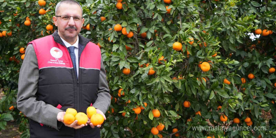 Coğrafi işaretli Havran mandalinasında hasat başladı