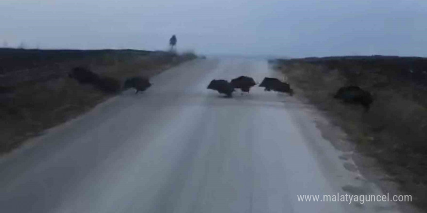 Çorum’da domuz sürüsü kamerada