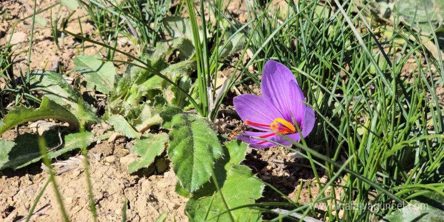 Cumhuriyet Bayramı tatili Safranbolu’ya yaradı