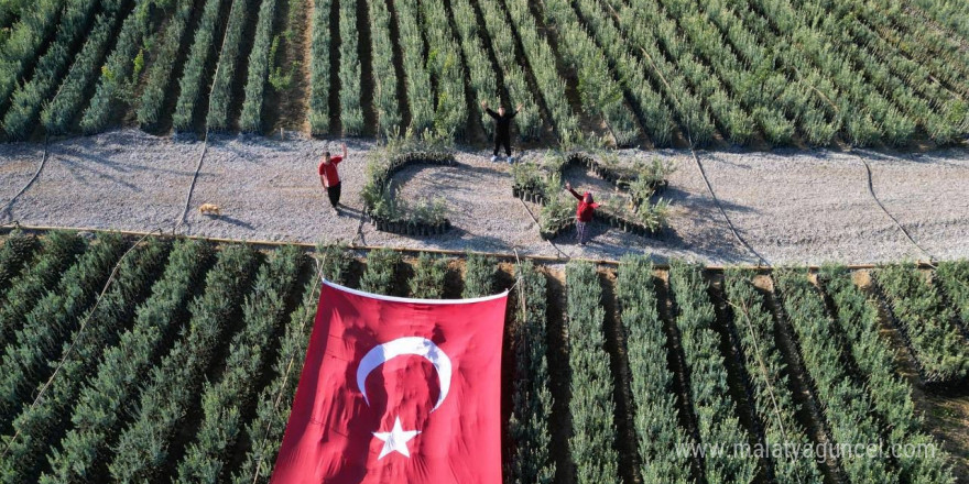 Cumhuriyetin 101 için zeytin fidanlarıyla Türk Bayrağı’nı oluşturdu