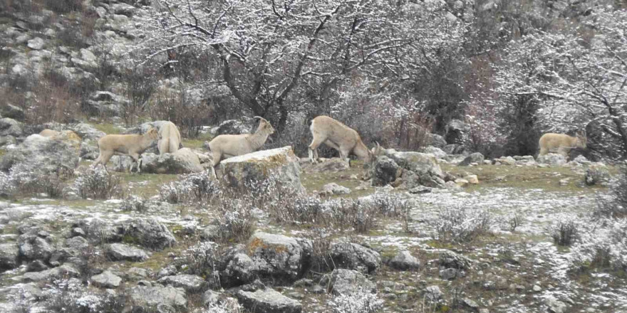 Dağ keçilerinin tuzu muhtardan