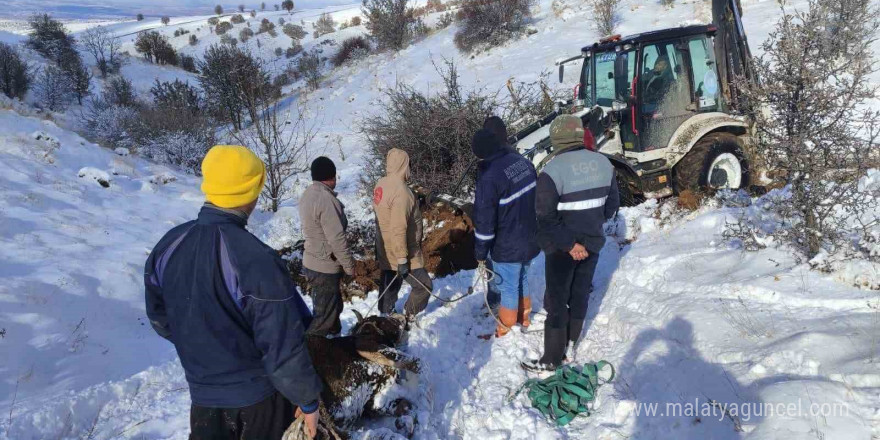 Dağda mahsur kalan hayvanlar kurtarıldı