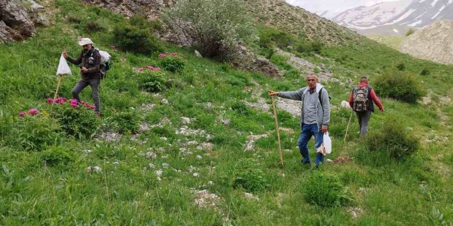 Dağlarda 20 kilometre yol kat edip mantar topluyorlar