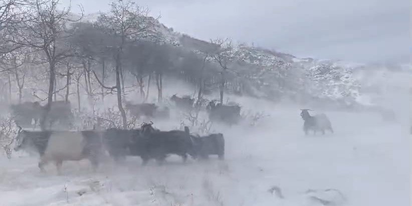 Dağlarda sürülerini otlatan besiciler kar ve fırtına nedeniyle zor anlar yaşadı