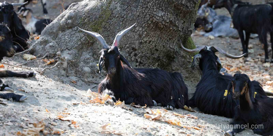 Dağlardaki kurtlar, keçi çobanlarının en büyük kabusu oldu