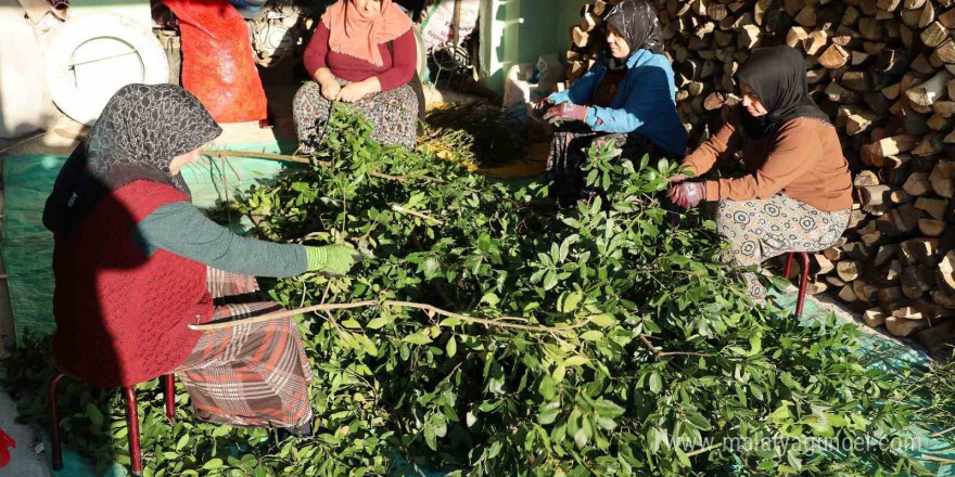 Defne yaprağı kırsal kesimin gelir kapısı oldu