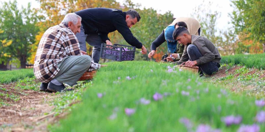 Deneme amaçlı başladı, kilosu 200 bin liraya satılıyor