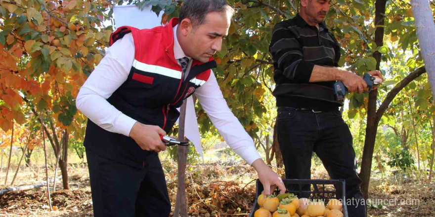 Denemek için bahçesine cennet hurması ekti, geçimini bununla sağlamaya başladı