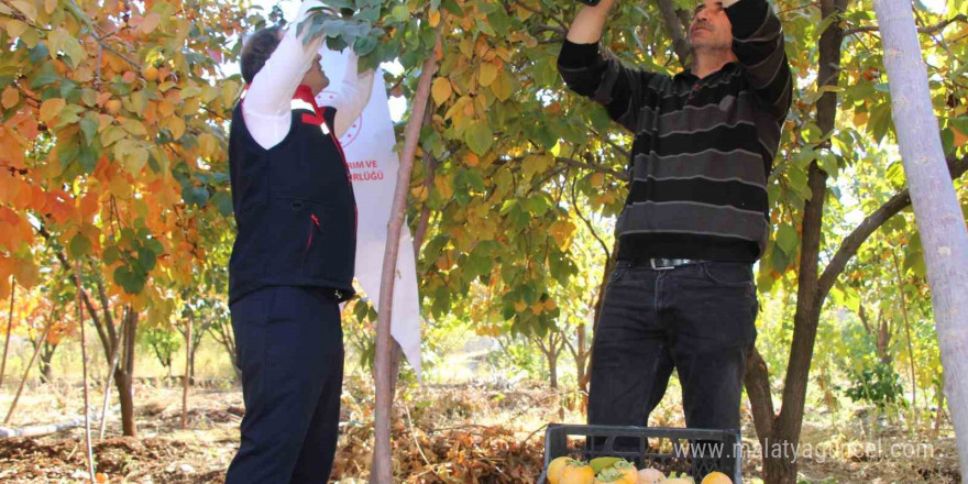 Denemek için bahçesine cennet hurması ekti, geçimini bununla sağlamaya başladı