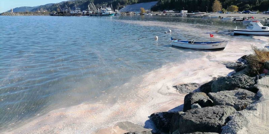 Deniz yüzeyi sarı tabakayla kaplandı, etrafı kötü koku sardı