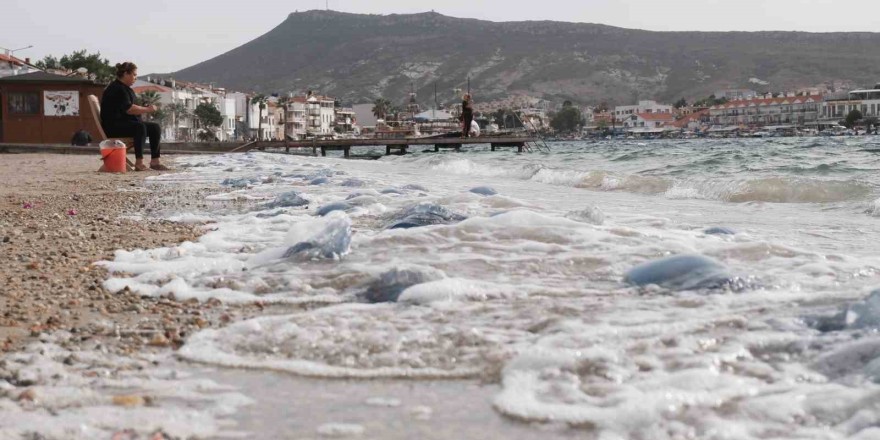 Denizanalarının Foça istilası havadan görüntülendi